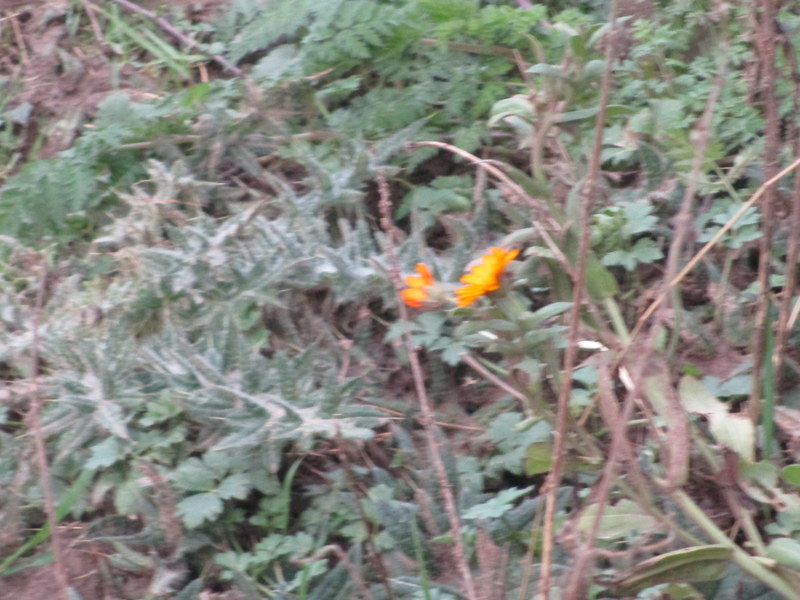 orange flower